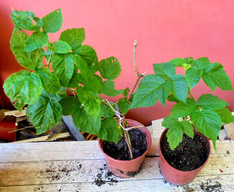 Maliník, zahradní velkoplodé maliny - sazenice - 3