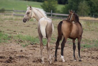 letošní plavá klisnička KK - 3