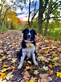 Australský ovčák s PP - 3