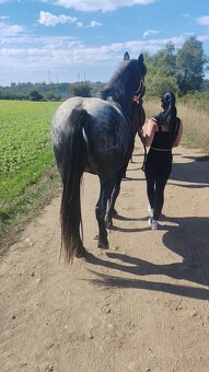 Shanim někoho ke koním - 3