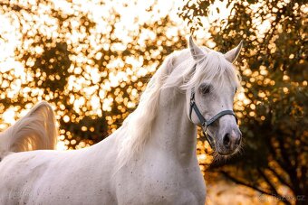 Plemeníci,kobyly arabských plnokrevníků - 3