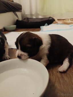 Prodám štěňátka středního vzrůstu - 3