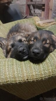 Štěňátka - 3