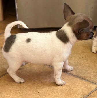 Krátkosrstá čivava - 3