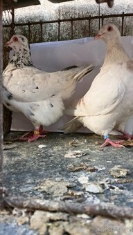 Prodám holuby - 3