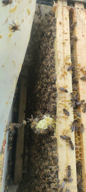Včely - vyzimované včelstva - 3