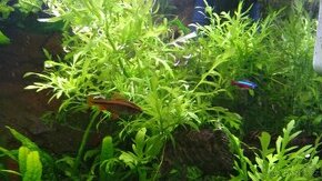 Rostliny akvarijní - 3