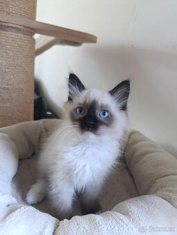 Ragdoll kotátka bez PP - 3