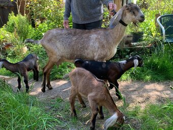Anglonubijská koza s kůzlaty - 3