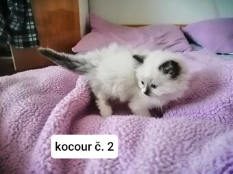 Ragdoll koťátka - 3