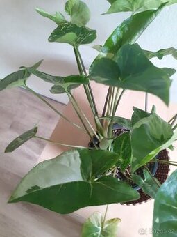 Syngonium 4 - 3