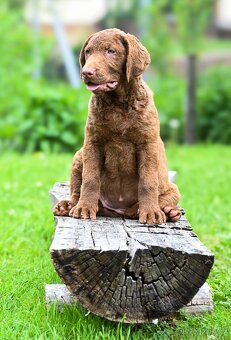 Hnědý retriever(jako hnědý labrador-chesapeake)sPP - 3