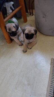 Mops - 3