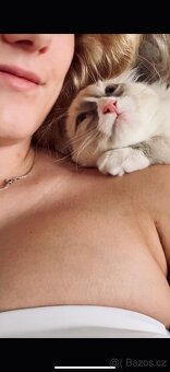 Ragdoll koťátka - 3