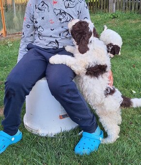 Lagotto romagnolo s PP (italský vodní pes) - 3