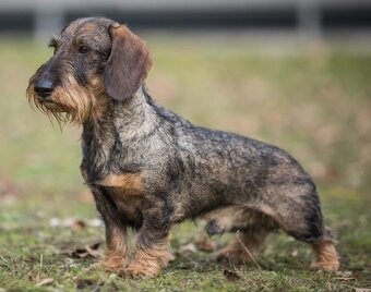 Jezevčík standard drsnosrstý s PP - 3