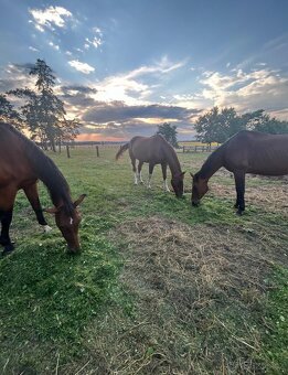 PODZIM U KONÍ 🍂 - 3
