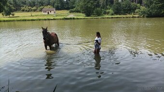 Hledáme nový domov pro našeho parťáka ❤️ - 3