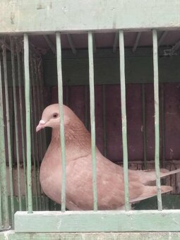 Prodám holuby NVH a texany - 3