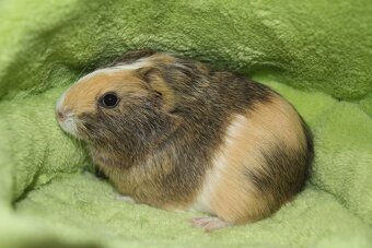 Morčecí chlapečci - 3