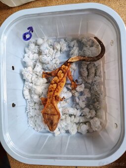 Pagekon řasnatý ( Rhacodaktylus Ciliatus) - 3