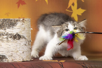 Sibiřská kočka,  kočička s PP - 3