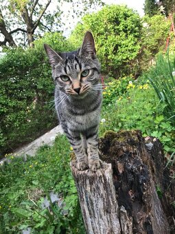 Daruji tříletou kočičku - 3