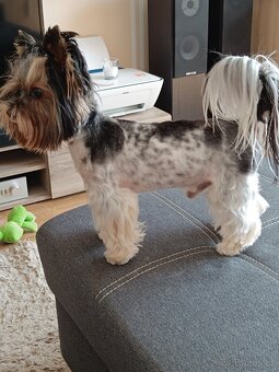 Pejsek ke krytí - 3