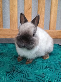 Zakrslý siamský žlutý MINI sameček - 3