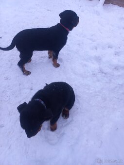 Nabízím rotvajler štěňátka - 3