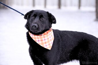 Zoie hleda domov - 3