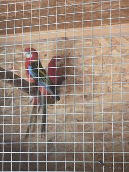 Rozela rubino a pestrá - 3