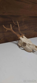 Srnčí paroží - 3