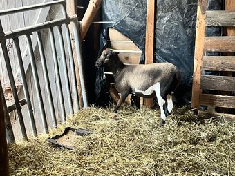 Kamerunská ovce - 3