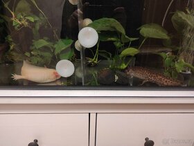 Axolotl mexický a veškeré vybavení - 3