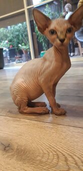Sphynx - 3