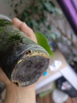 Monstera aurea rizek - 3