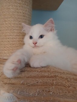 Ragdoll kocourci s PP - 3