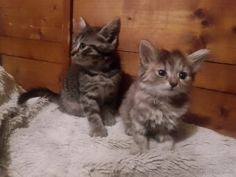 Koťata - kočičky, kocourek, mourovaté, dvoubarevné - 3