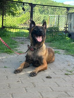 Belgický ovčák malinois fenka - 3