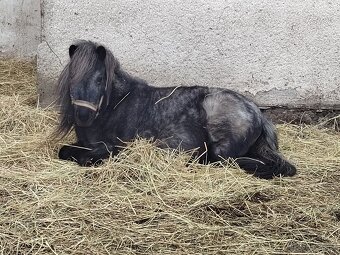 Prodej klisny Shetland pony - 3