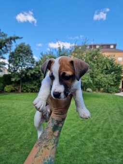 Jack russell terier - 3