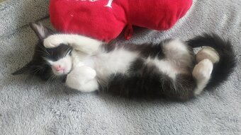 Kočka Evropská & Ragdoll - 3