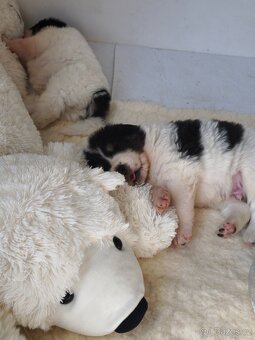 Šteniatko tornjaka s PP - 3