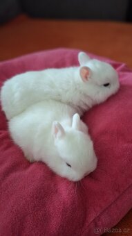 Zakrslý Hermelín - 3