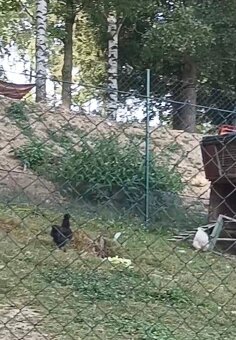 Kohout hedvabnička černý - 3