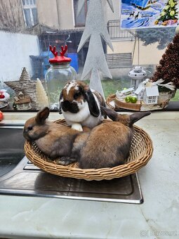 Zakrslý králík - 3