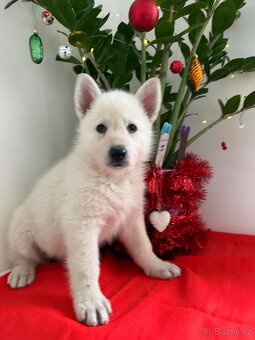 Bílý švýcarský ovčák s PP - 3