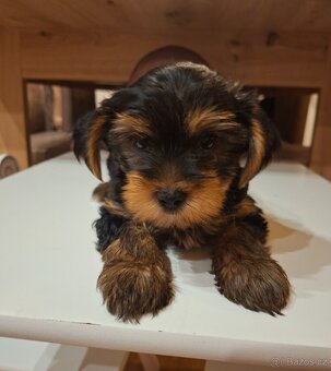 Jorkšírský teriér bez pp - 3