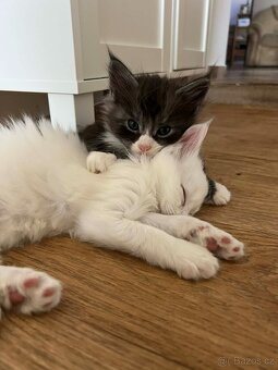 Mainská mývalí kočka - 3